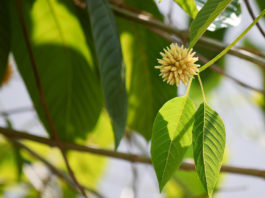 DEA latest ban plan kratom