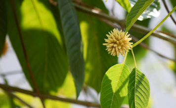 DEA’s Latest Ban Plan: Kratom DEA latest ban plan kratom