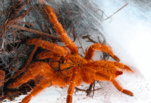 spider venom alternative opioid painkiller study