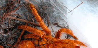 spider venom alternative opioid painkiller study