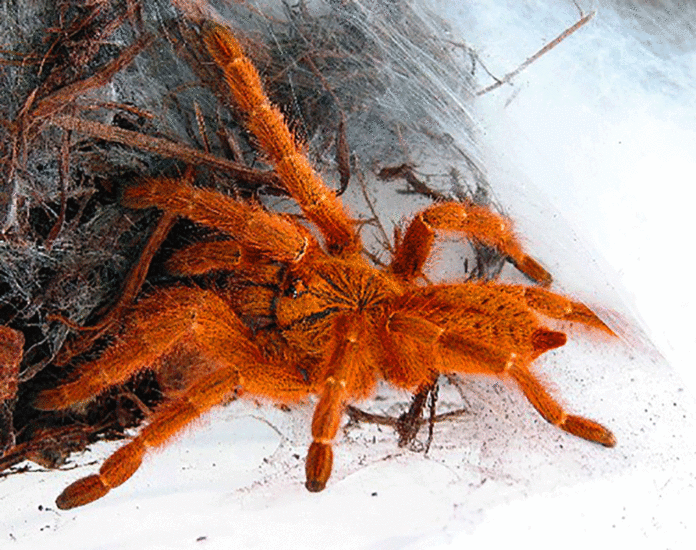 spider venom alternative opioid painkiller study