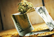 Increase in marijuana use economic insecurity