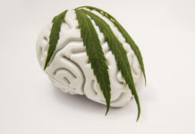 marijuana effects on the brain