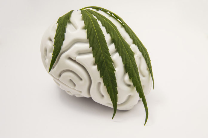 marijuana effects on the brain