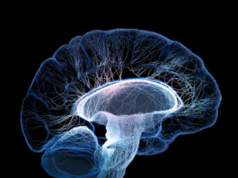 New research finds brain systems that can help curb cocaine abuse