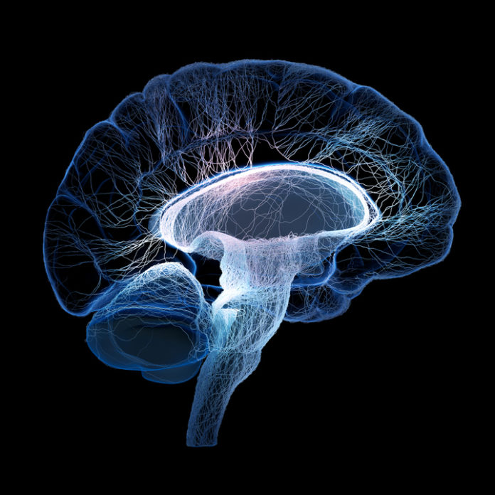 New research finds brain systems that can help curb cocaine abuse