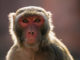 anti-heroin_vaccine_closer_to_reality__stops____high____in_primates_720