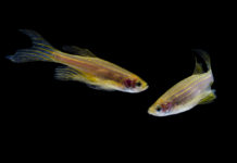 Zebrafish can be key in improving opioid addiction treatment