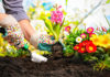 Addiction Recovery House in Athens, Ohio Experiments with Horticultural Therapy