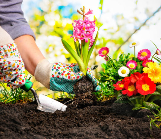 Addiction Recovery House in Athens, Ohio Experiments with Horticultural Therapy